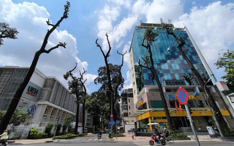 Gần chục đơn vị ở TP.HCM ‘nhờ’ cắt gọn cây xanh vì sợ gãy đổ