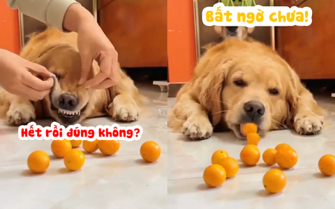 Chú chó 'hóa đá' khi bị cô chủ vạch trần tội trộm thức ăn