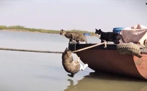 IQ vô cực của mèo đen khi tìm cách lên bờ