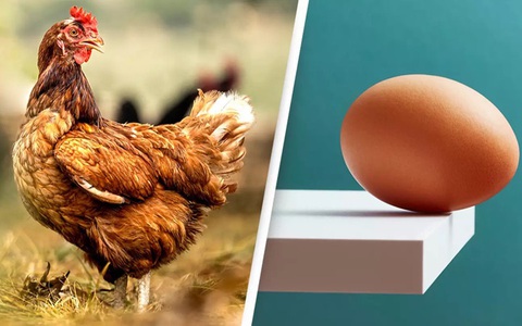 Phát hiện mới về 'quả trứng có trước hay con gà có trước'