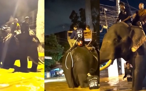 Thái Lan: Voi vượt lũ hỗ trợ người dân vùng ngập