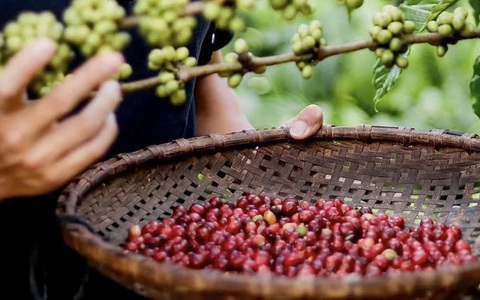 Cà phê Việt rất ngon, lại đang 'một mình một chợ' nên có thể tự tin vào giá