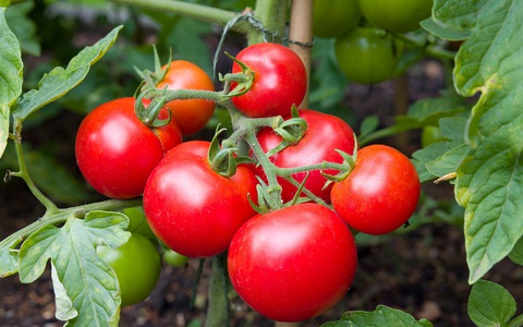 Cà chua sẽ ngọt, mọng nước hơn nhờ kỹ thuật mới