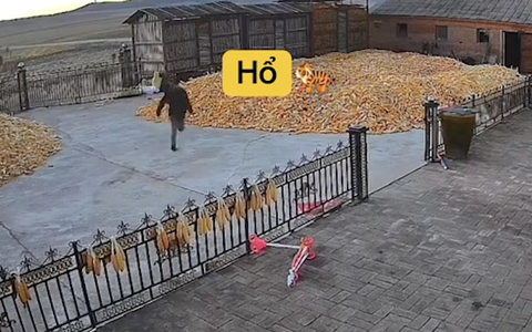 Người đàn ông bình tĩnh đến lạ thường khi đối đầu với hổ