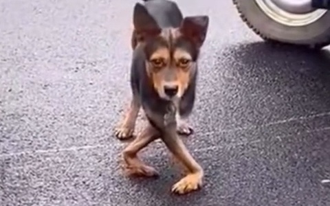 Chú chó đi catwalk siêu ngầu