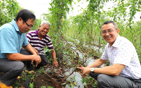 Xây dựng vùng trồng và chế biến hà thủ ô ở Đồng Nai
