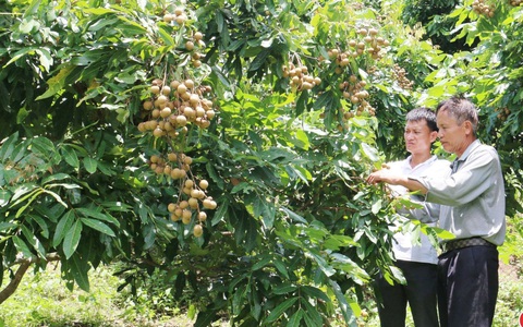 Hội Nông dân đồng hành hội viên phát triển kinh tế