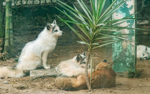 Cận cảnh 2 gia đình cáo tuyết 'An Khang Thịnh Vượng' tại Thảo cầm viên Sài Gòn