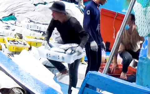 Tàu đánh bắt cá ngừ sọc dưa nhộn nhịp trở về cảng Hòn Rớ dịp cuối năm