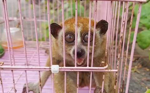 Người dân Thủ Đức phát hiện cu li quý hiếm tại vườn nhà