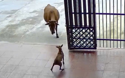 Chú chó chạy té khói khi bị 'ngưu ma vương' bất ngờ ghé thăm
