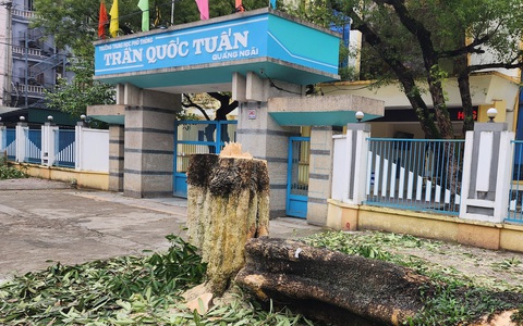 Vì sao hàng cây hoa sữa ở cổng Trường THPT Trần Quốc Tuấn, TP Quảng Ngãi bị đốn hạ?