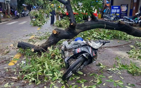 Người đàn ông đi xe máy bị cây hoa sữa đè, phải nhập viện