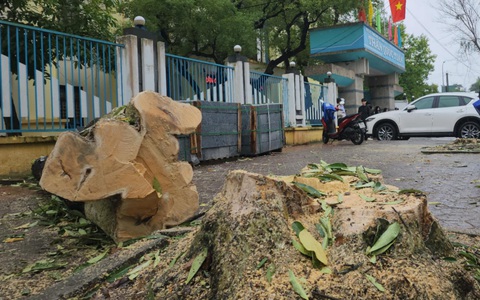 'Không có chuyện chặt hàng cây hoa sữa làm trạm sạc xe điện trước cổng trường'