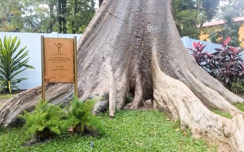 Cận cảnh 8 cây quý vừa được công nhận cây di sản ở Thảo cầm viên