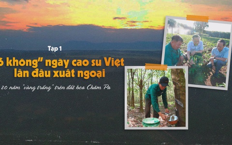 20 năm "Vàng trắng" trên đất hoa Chăm Pa_ Tập 1: “6 không” ngày cao su Việt lần đầu xuất ngoại
