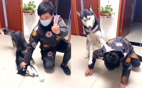 Cười sảng với những chú chó husky đanh đá đánh