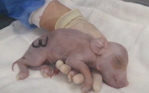 Nhật Bản cho ra đời lứa heo biến đổi gene đầu tiên phục vụ ghép tạng
