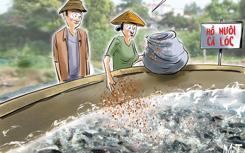 Bữa ăn cuối cùng của bầy cá lóc