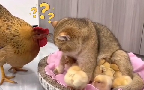 Gà mái ngơ ngác khi đàn con nhận mèo làm bảo mẫu