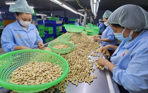 Ngành điều đau đầu với tình trạng 'tranh mua - tranh bán'