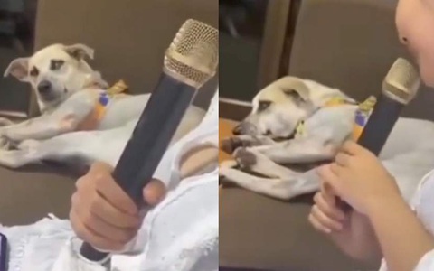 Chú chó chán không buồn nói khi nghe cô chủ hát karaoke như đọc
