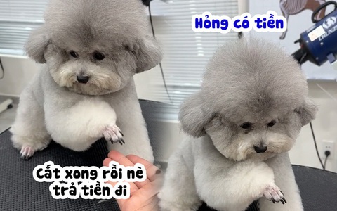 Chú chó poodle liên tục lạy anh thợ để được miễn phí tiền  tỉa lông