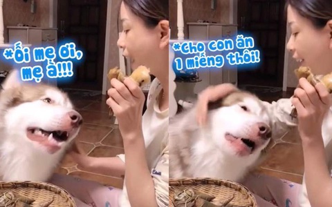 Chú chó năn nỉ cô chủ cho miếng bánh