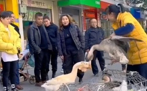 Chú ngỗng chạy theo cô chủ ra chợ cầu xin đừng bán 'bạn đời'