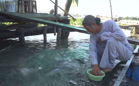 Góc nhìn trưa nay: Đàn cá của ông Út sông Vàm Nao