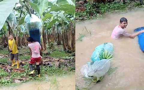 Chàng trai bị buồng chuối quật ngã xuống mương