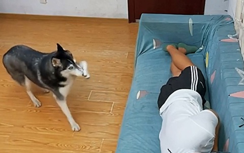 Husky bịt mũi chạy tán loạn khi cậu chủ xì hơi