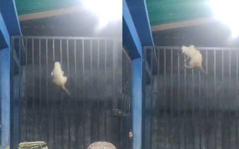 Chú mèo khoe skill leo rào siêu đỉnh