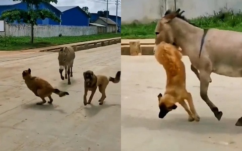 Hai chú chó giỡn nhây bị lừa dạy bài học nhớ đời