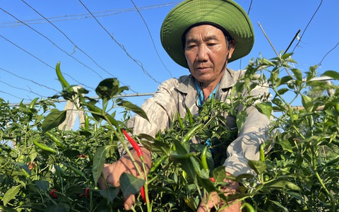 Ớt rớt giá thê thảm vì Trung Quốc ngừng mua