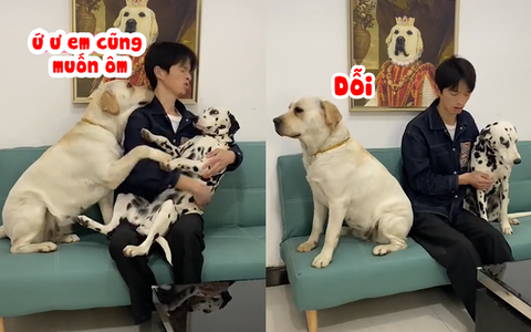 Chú chó hờn dỗi vì bị ông chủ chê béo