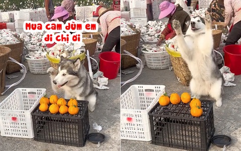 Chú chó thông minh biết bán cam phụ chủ