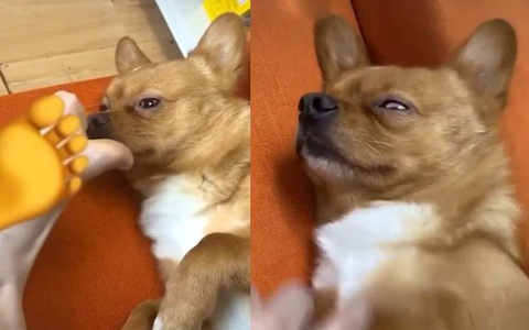 Chú chó xỉu ngang khi ngửi chân sen