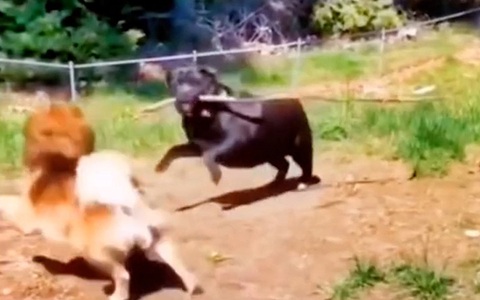 'Cậu vàng' ham chơi bị pitbull cầm gậy vụt mông