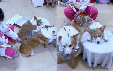 Hai chú chó ngoan ngoãn ngồi im cho cô chủ chơi trò bác sĩ
