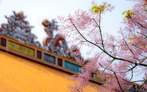 Ngắm ngô đồng, loài hoa ‘vương giả’ nở hồng trời xứ Huế
