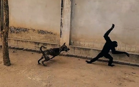 Chú chó nổi quạu khi bị khỉ trêu ngươi