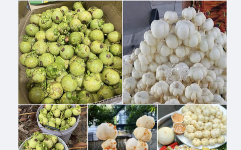 Giá măng cụt đầu mùa tăng sốc, có phải do gỏi gà?