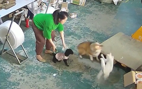 'Mèo đại ca' đánh corgi tới tấp vì ăn hiếp đồng bọn