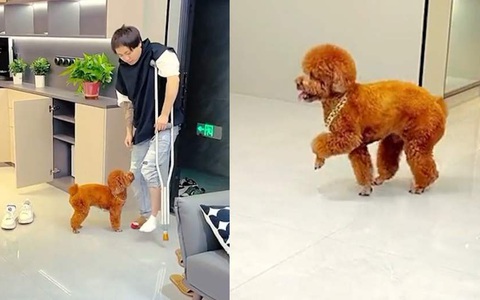Chú chó đi cà nhắc cà khịa ông chủ bị bó bột