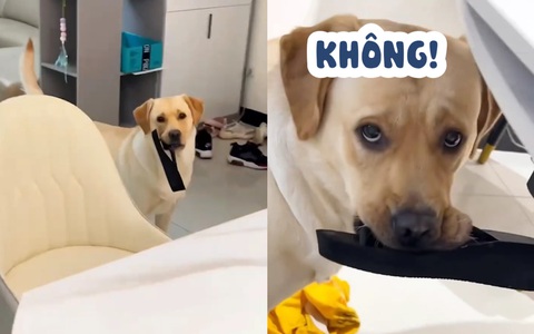 Chú chó lì lợm nhất quyết không trả dép cho cô chủ