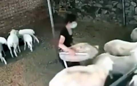 Cô chủ nổi đóa khi bị cừu đạp ngã