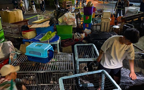 Vụ 19 con chó để ở sân chung cư: Ban quản lý nói gì?