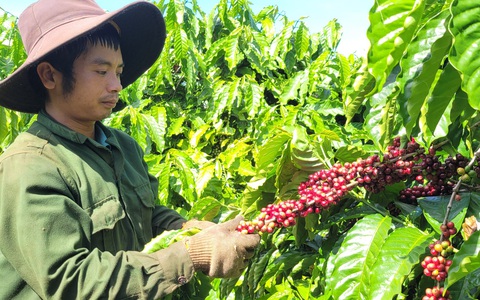 Giá cà phê nhân chạm mốc 105.000 đồng/kg, lập kỷ lục 30 năm