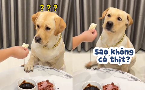 Chú chó đòi cô chủ cuốn bánh tráng có thịt mới chịu ăn